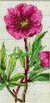 арт. RHS104 Набор для вышивания Anchor "Пион" (Paeonia Anomela)